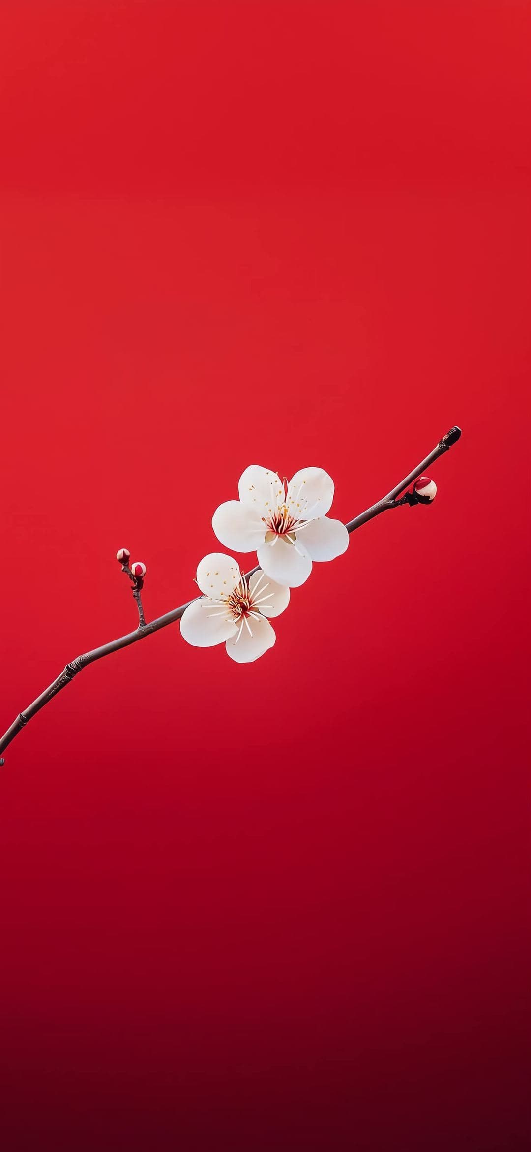Plum Blossom