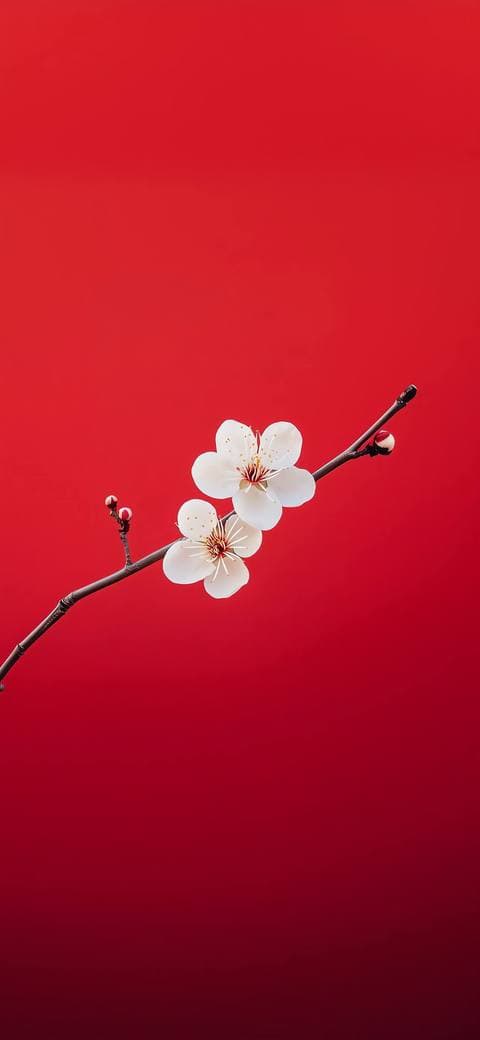Plum Blossom
