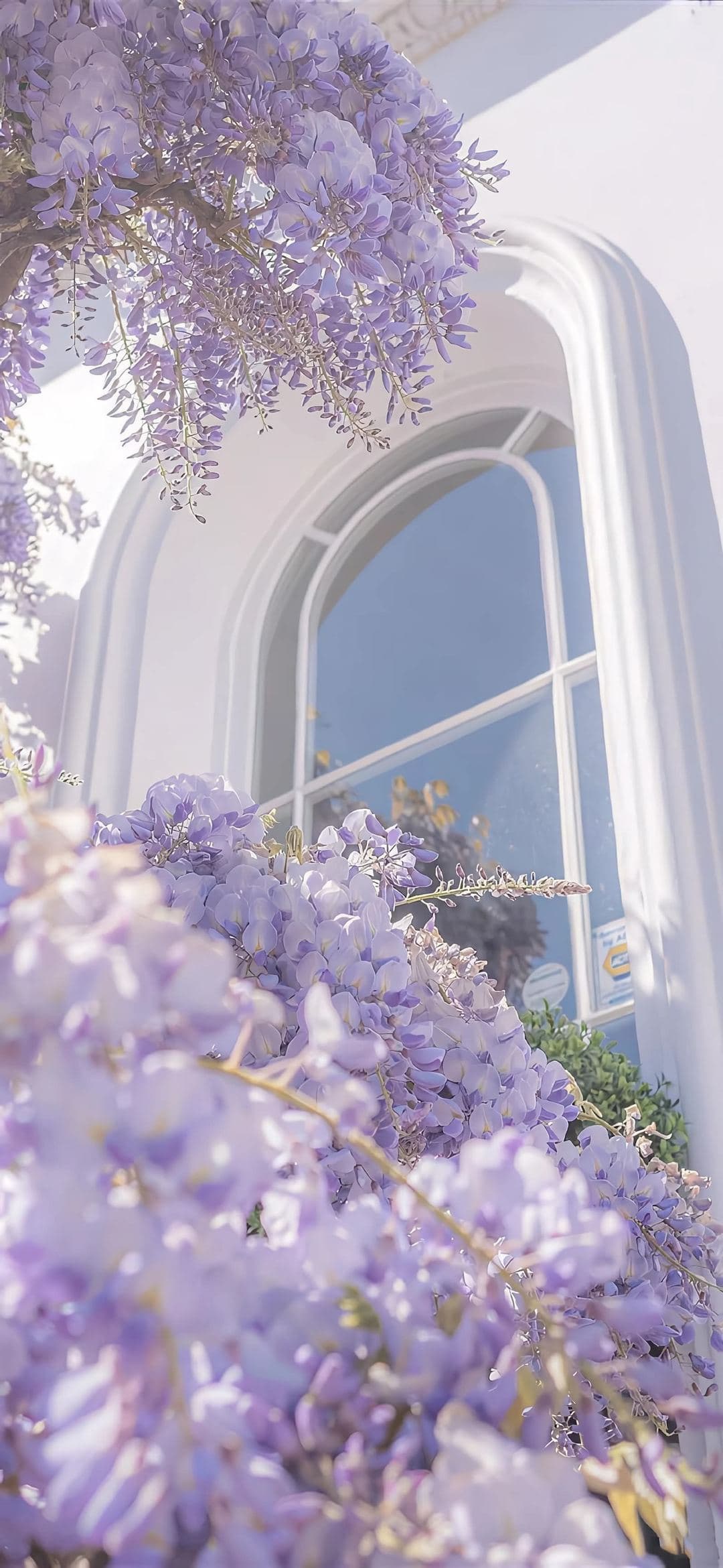 Wisteria Window