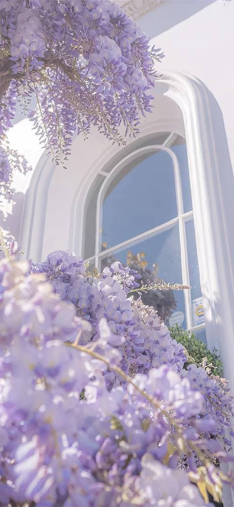 Wisteria Window