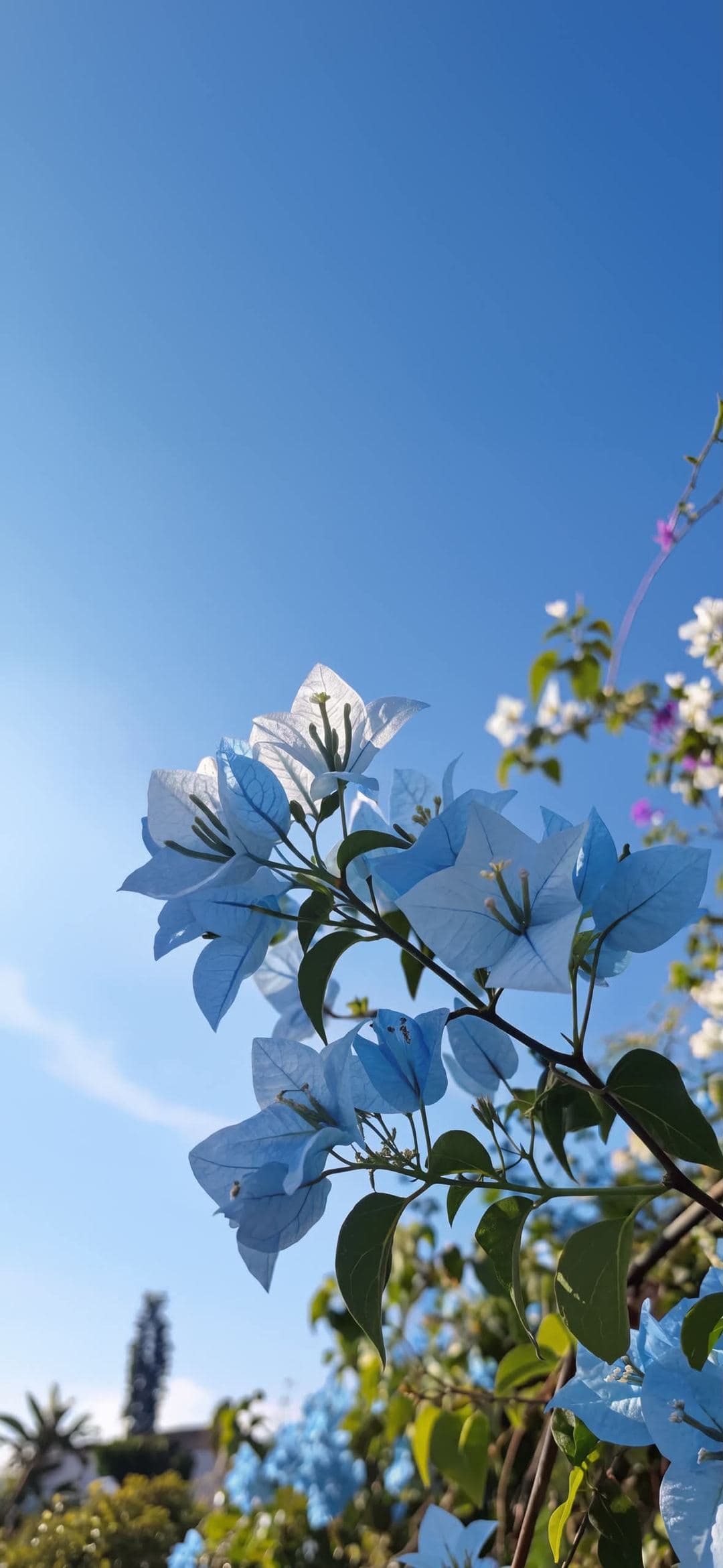 Bougainvillea Sky